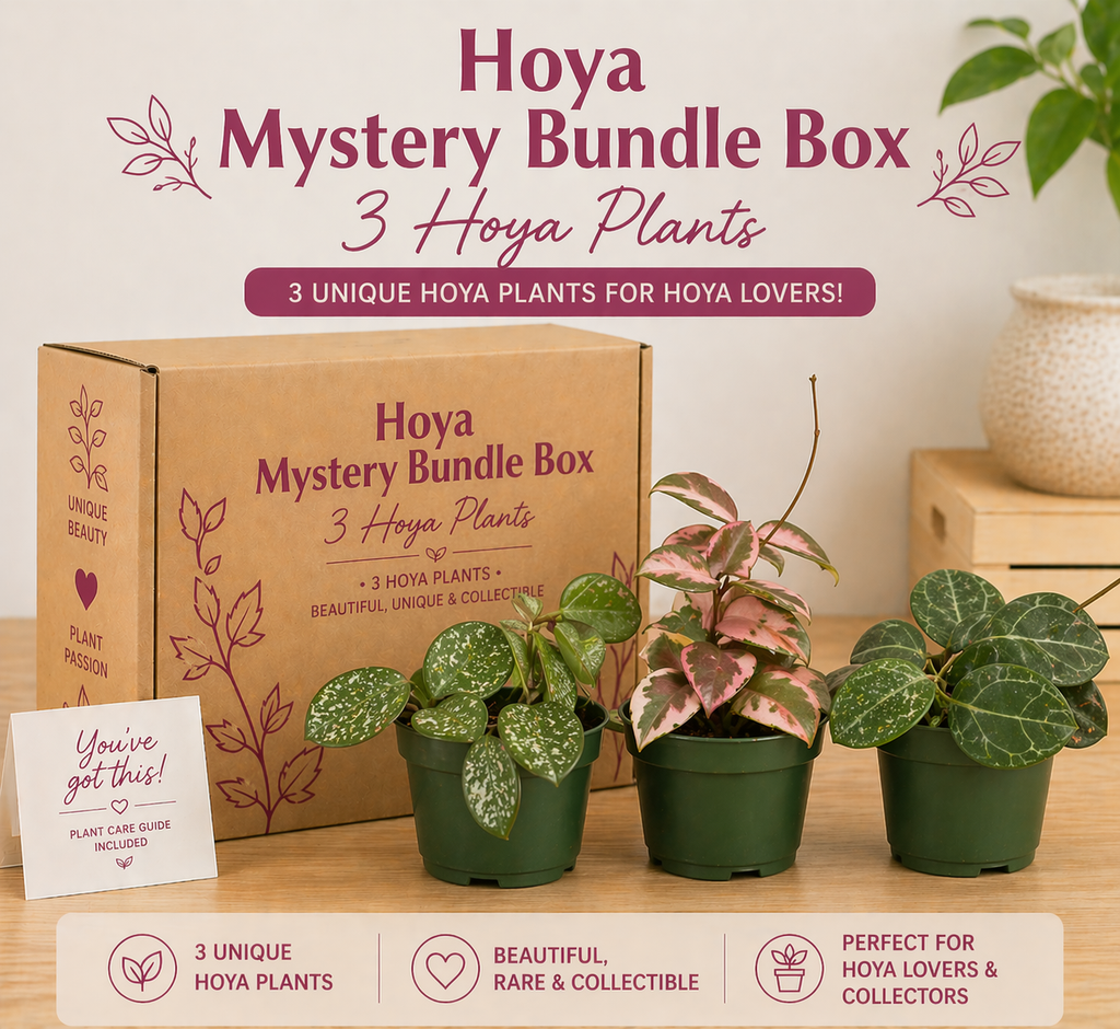 Hoya Mystery Bundle Box - 3 Hoya Plants