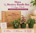 Hoya Mystery Bundle Box - 3 Hoya Plants