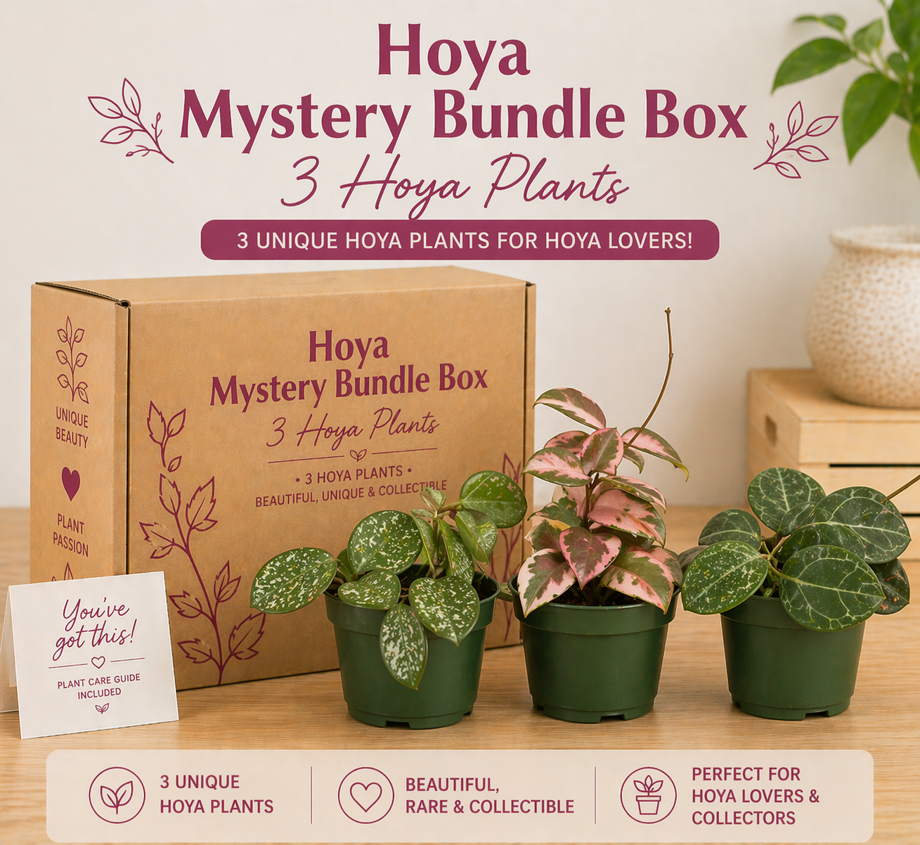 Hoya Mystery Bundle Box - 3 Hoya Plants