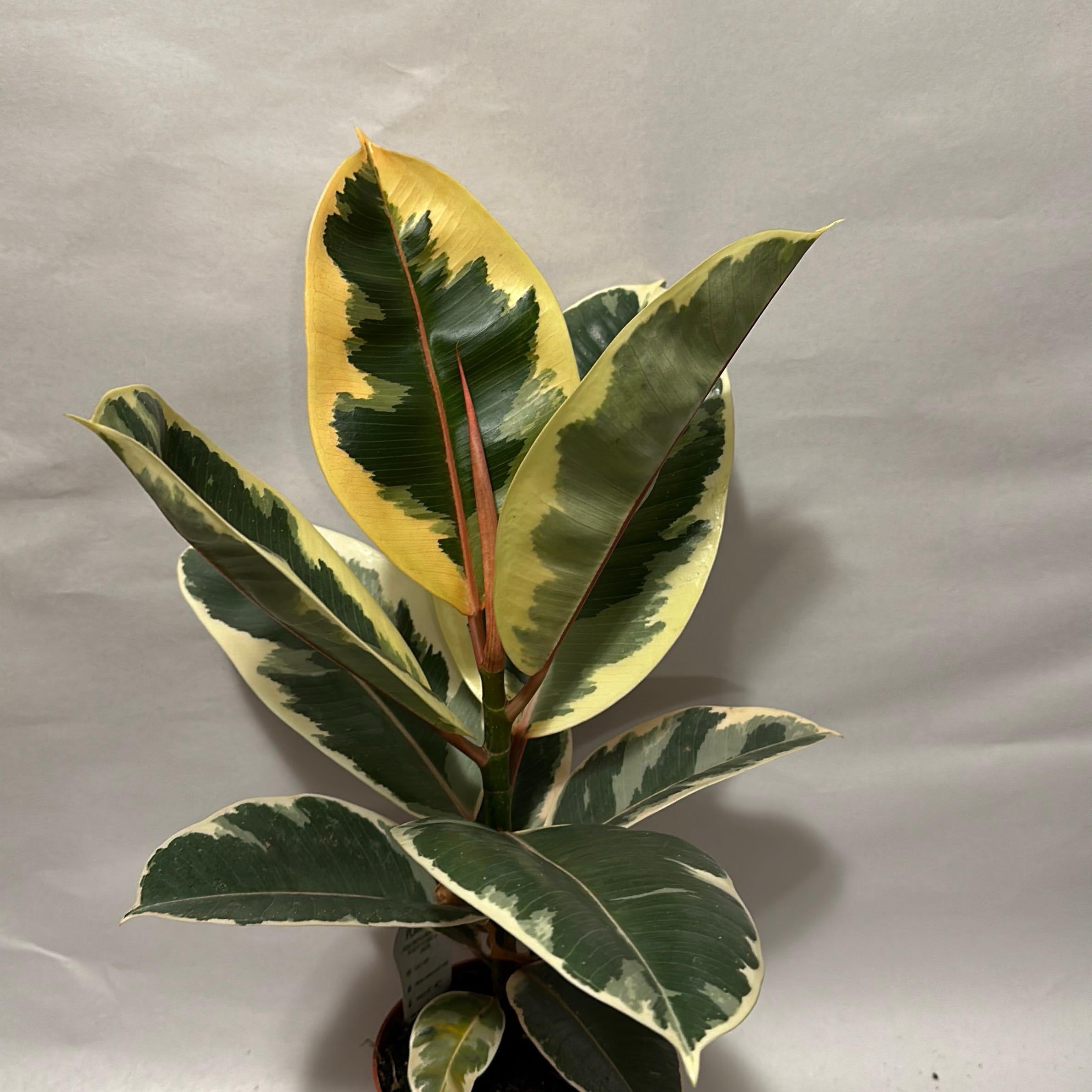 Ficus Tineke Variegated