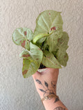 Syngonium 'Milk Confetti'