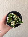Hoya Compacta Variegated
