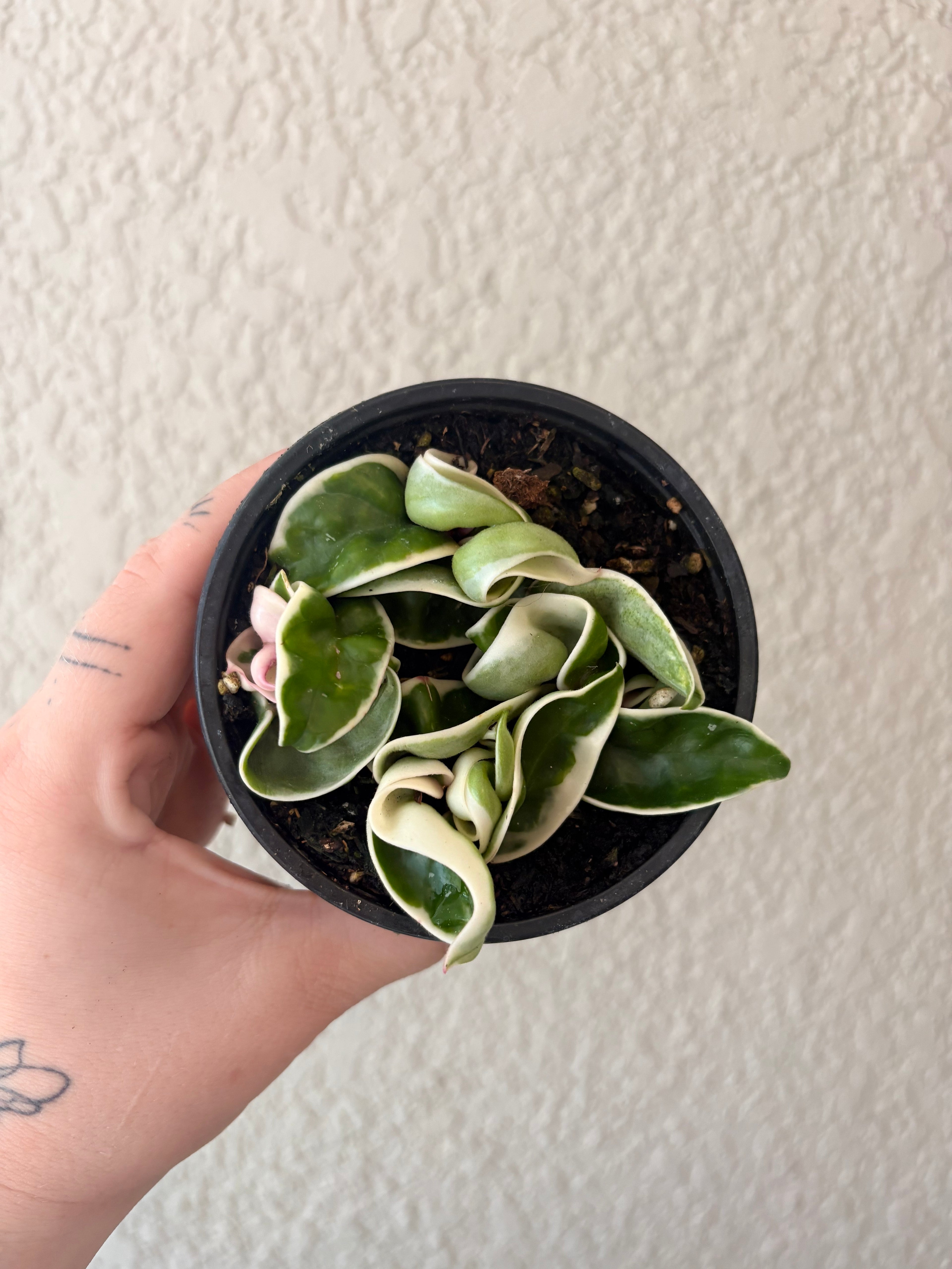 Hoya Compacta Variegated