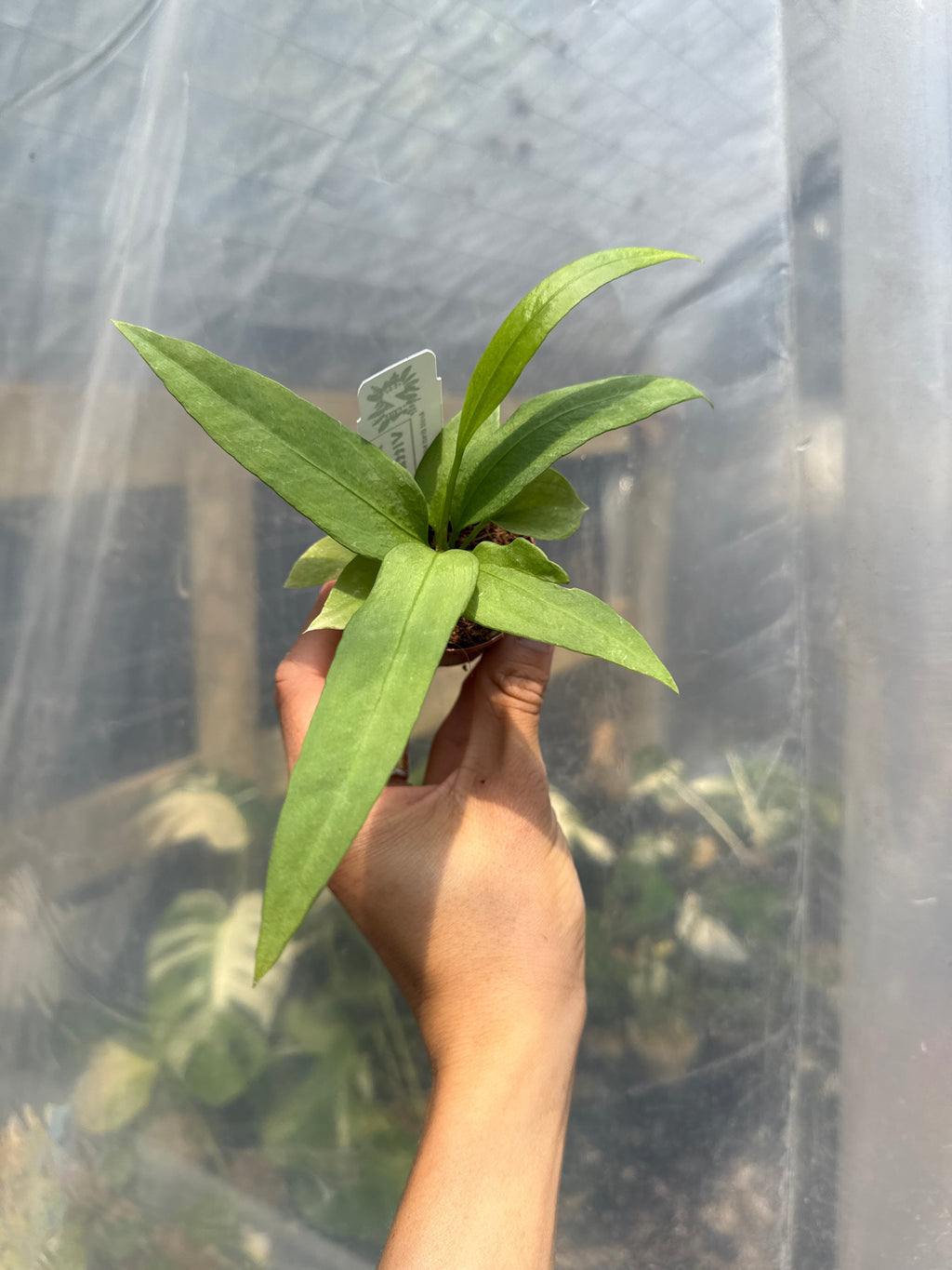 Anthurium Vittarifolium