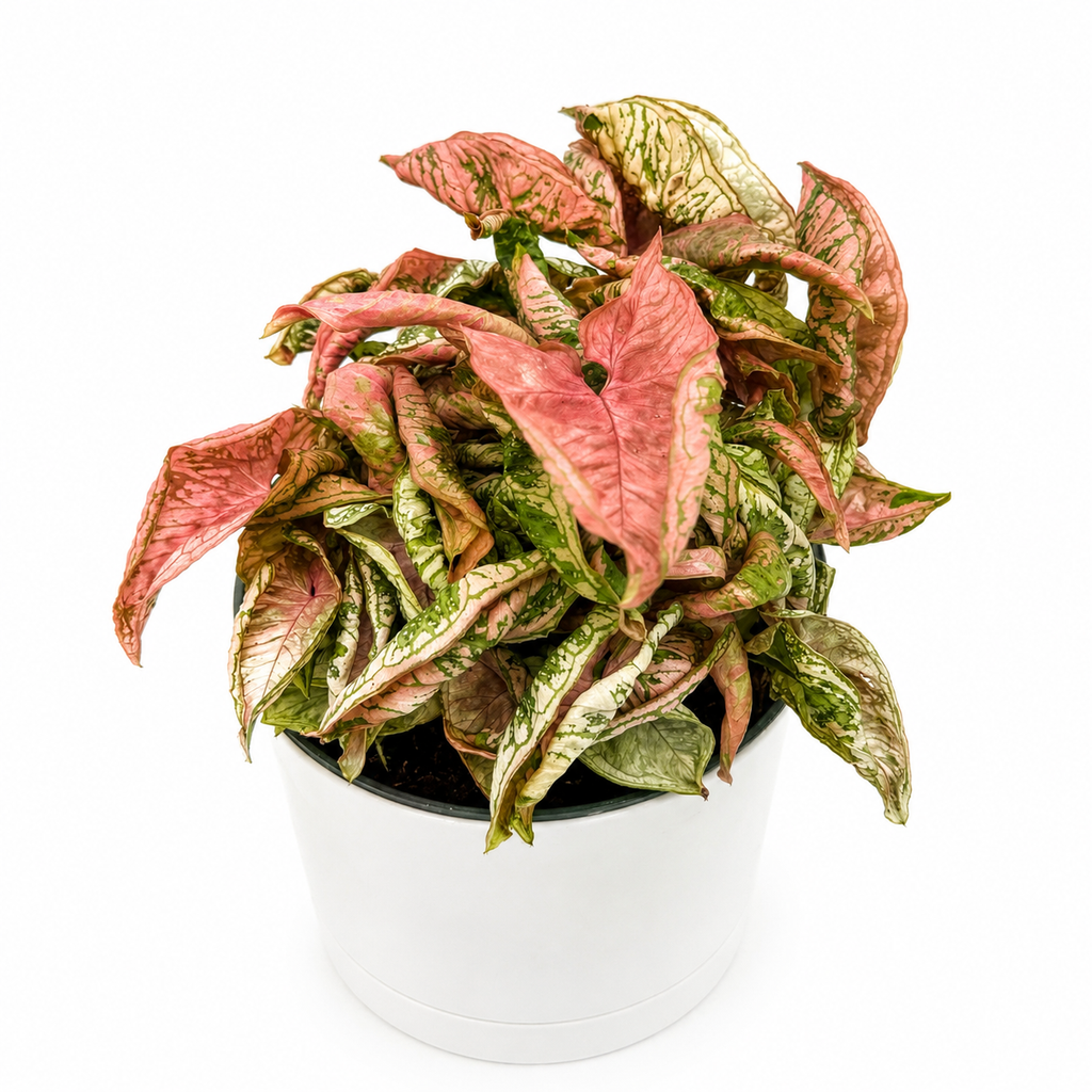 Syngonium Pink Godzilla Variegated