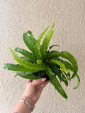 Hurricane Fern