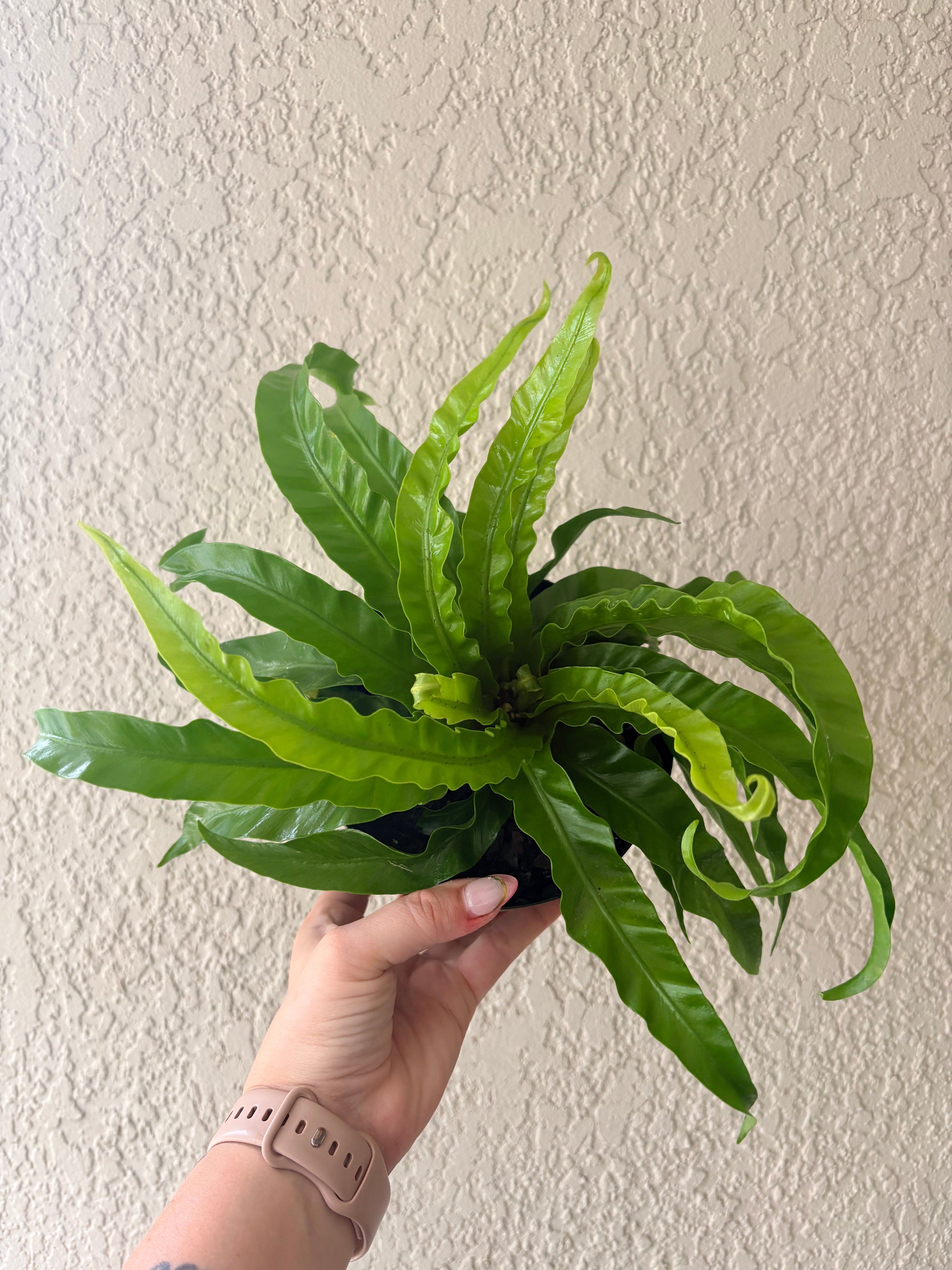 Hurricane Fern