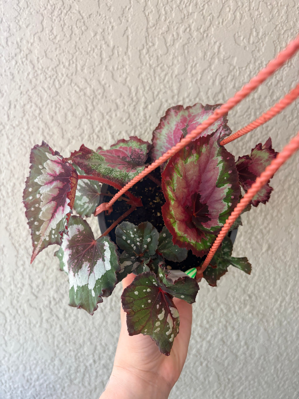 Begonia Rex 6"
