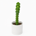 Boobie Cactus