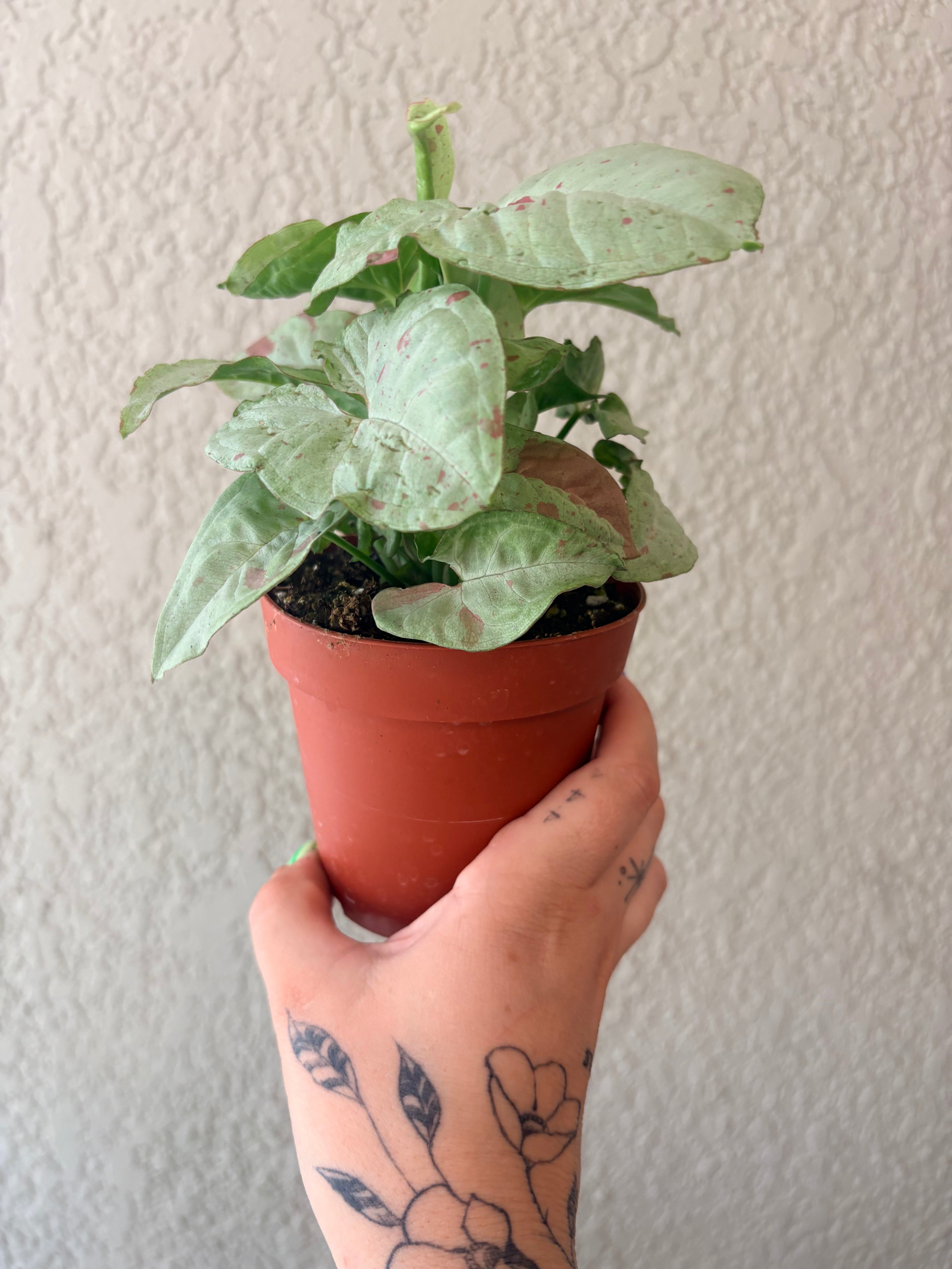 Syngonium 'Milk Confetti'