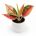 Aglaonema Pink Legacy