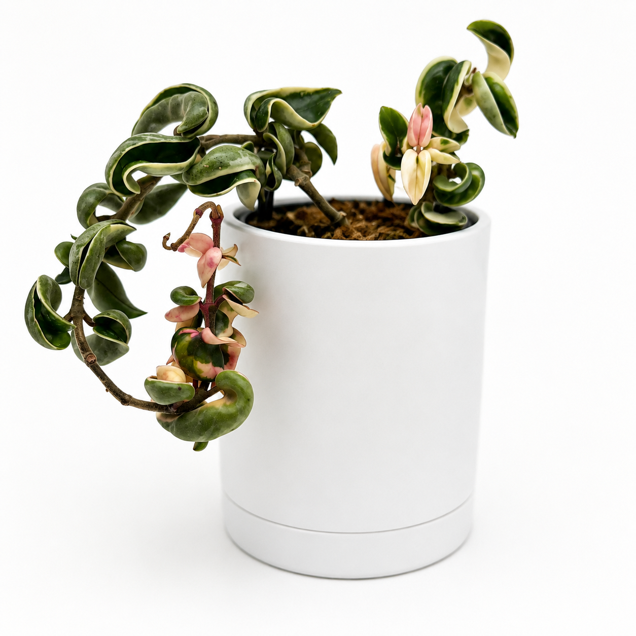 Hoya Compacta Variegated