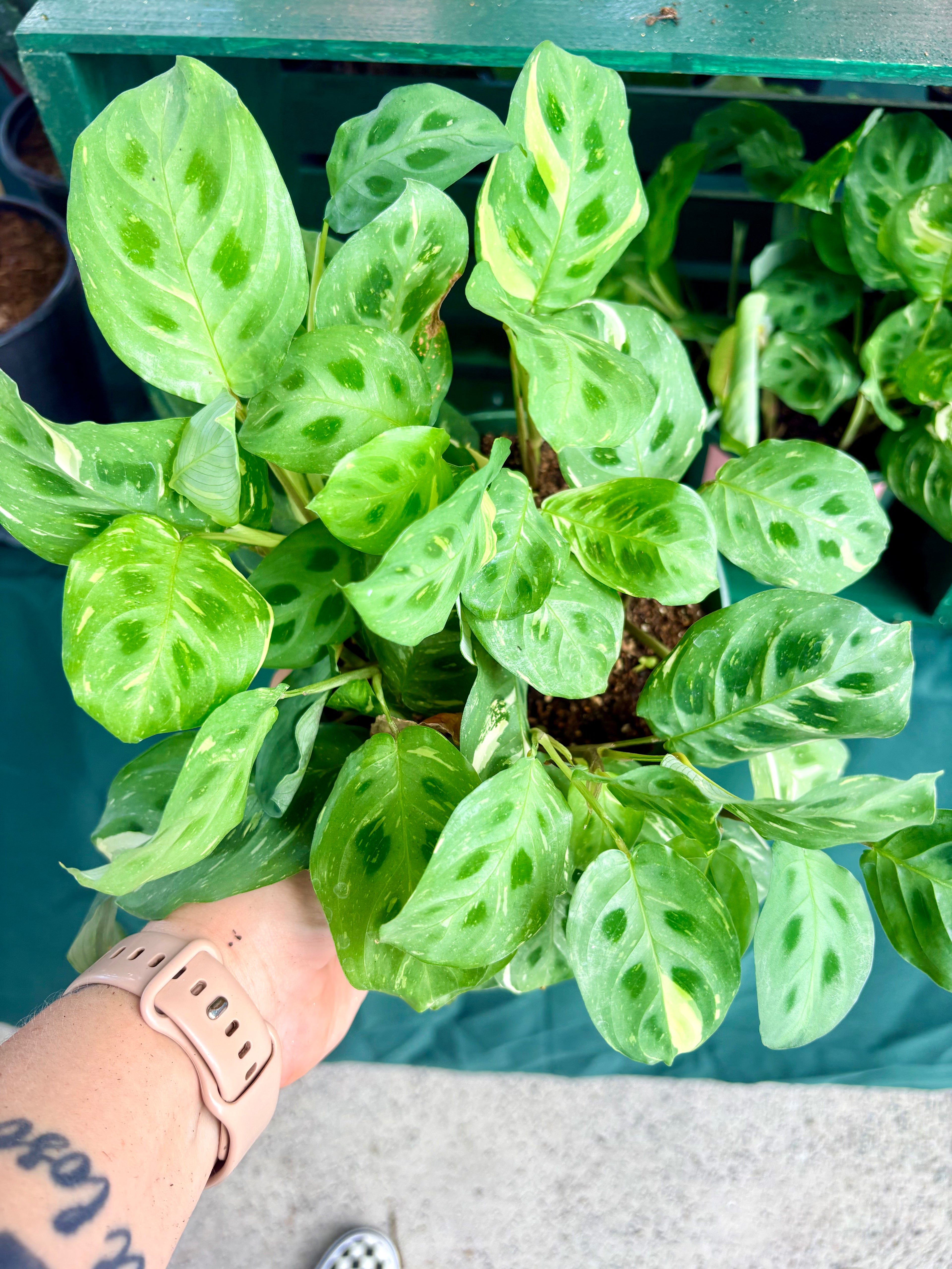 Maranta 'Beauty Kim' Variegated 6"