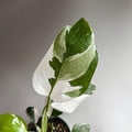 Philodendron White Princess