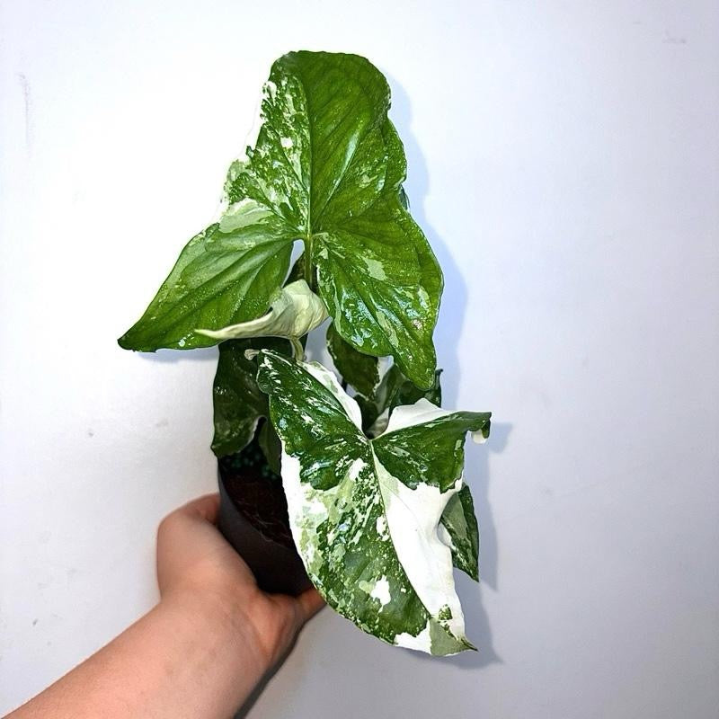 Syngonium Albo