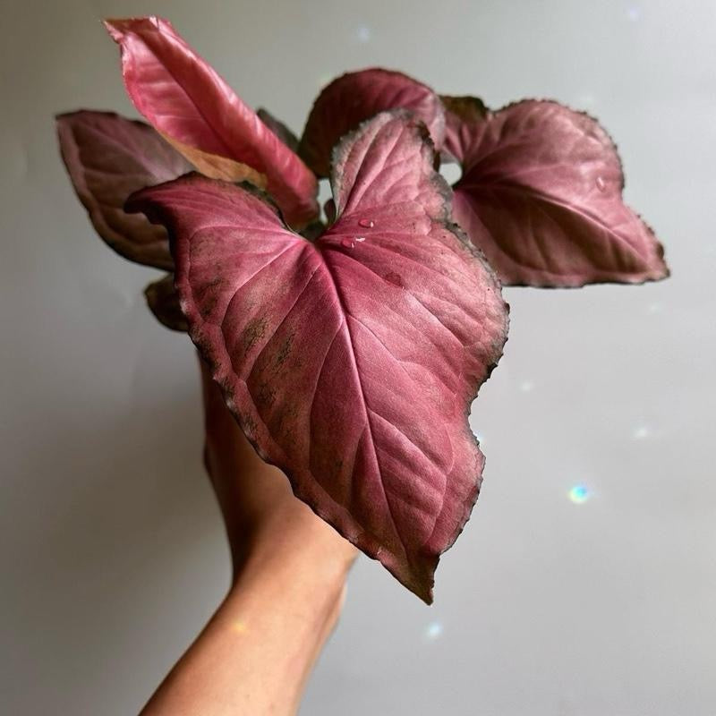 Syngonium Orm Nak Red