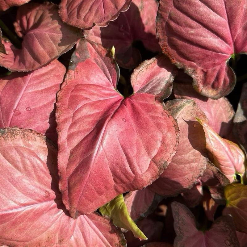 Syngonium Orm Nak Red