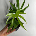 Anthurium Pedatoradiatum Fingers