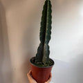Cuddly Cactus