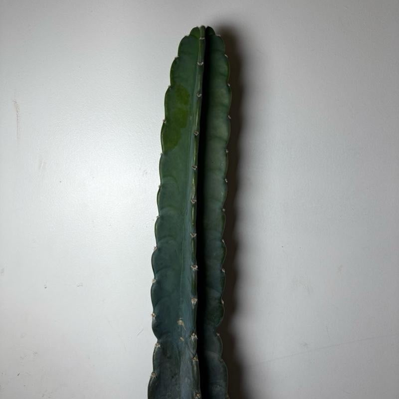 Cuddly Cactus