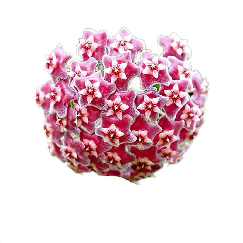Hoya Carnosa 'Amore'