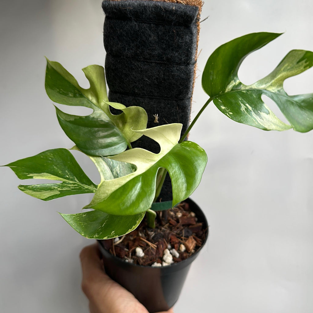 Rhaphidophora Tetrasperma (Mini Monstera) Variegated