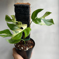 Rhaphidophora Tetrasperma (Mini Monstera) Variegated