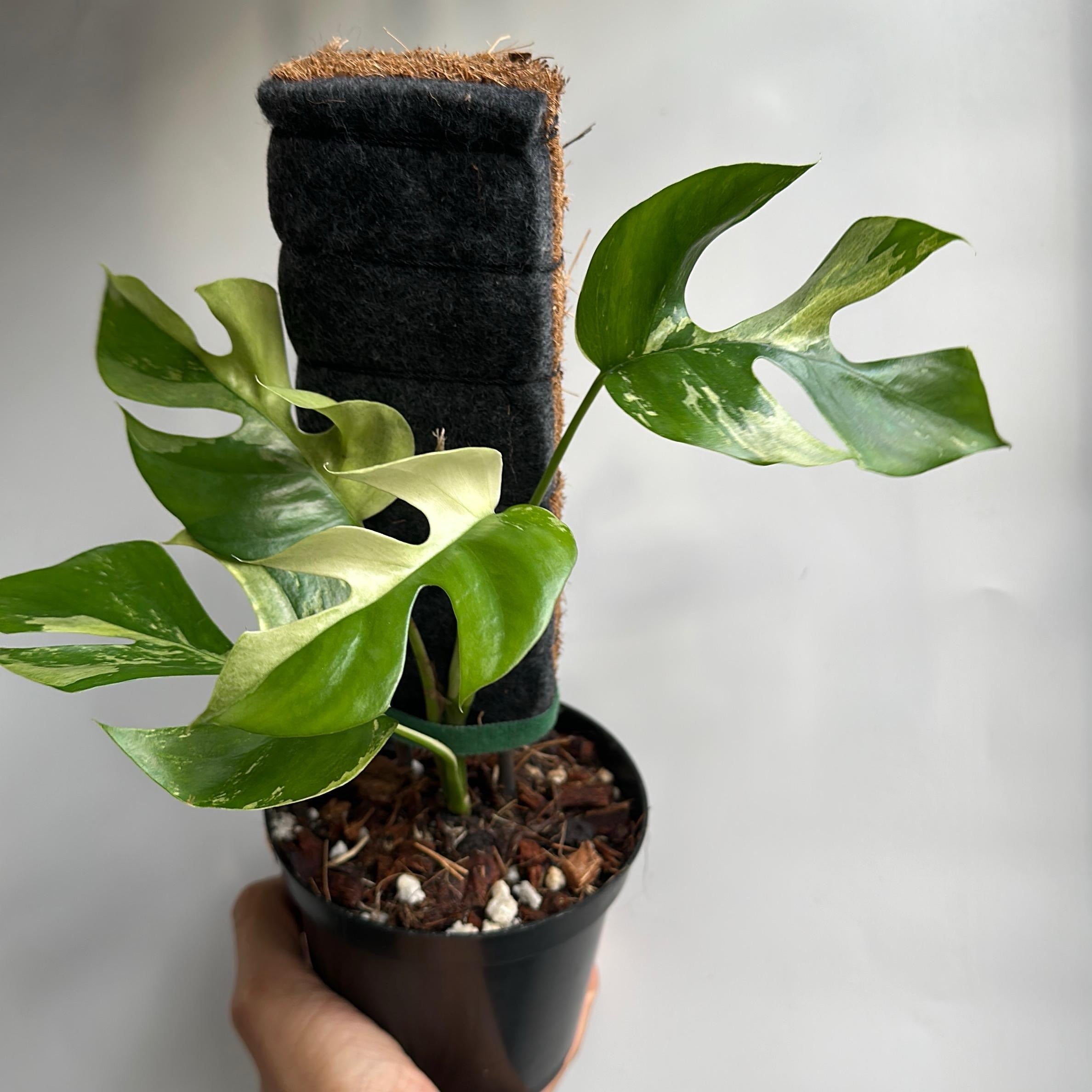Rhaphidophora Tetrasperma (Mini Monstera) Variegated