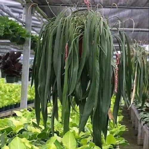 Anthurium Vittarifolium