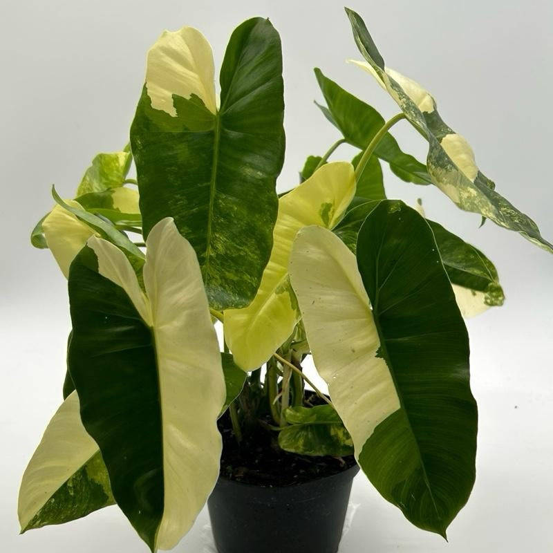 Philodendron Burle Marx Variegated