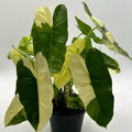 Philodendron Burle Marx Variegated