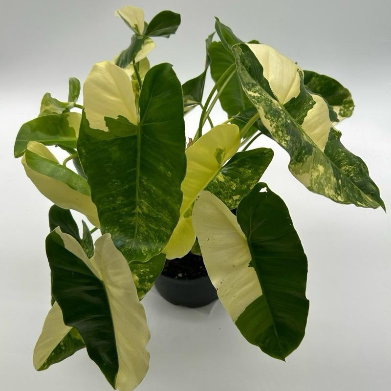 Philodendron Burle Marx Variegated