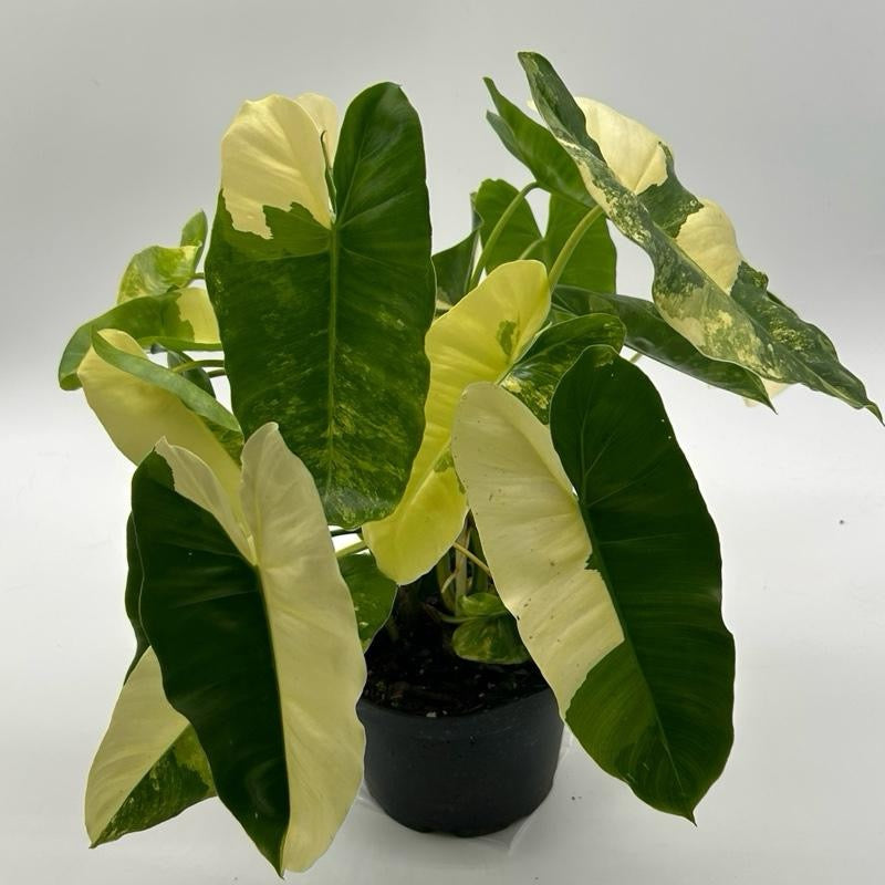 Philodendron Burle Marx Variegated