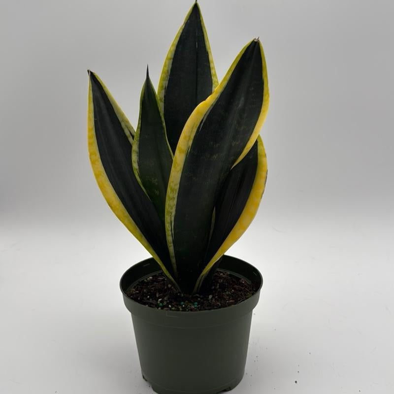 Sansevieria Black Flame
