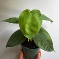 Syngonium Ice Frost