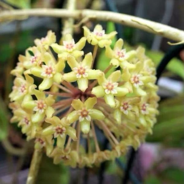 Hoya Quinquenervia