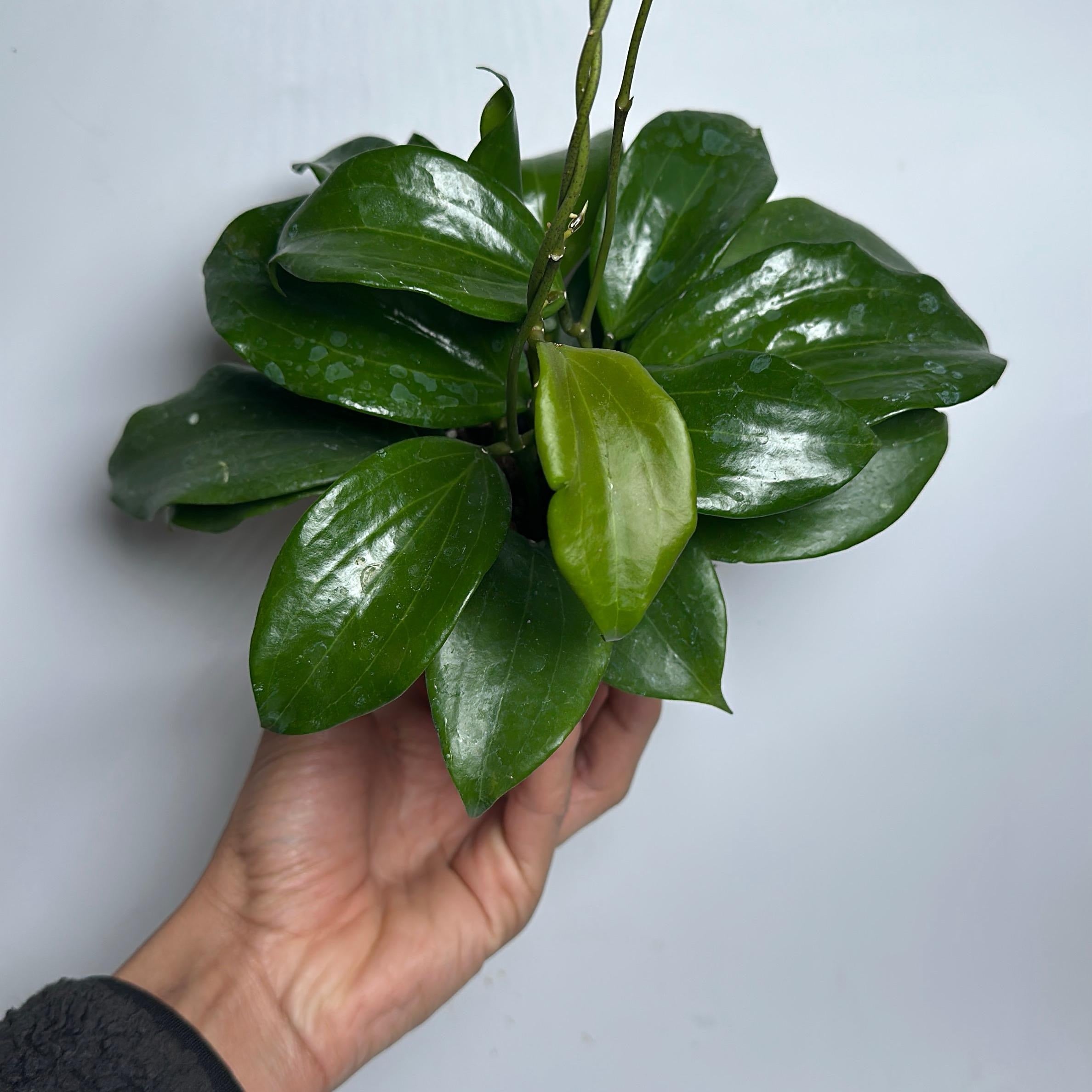 Hoya Quinquenervia
