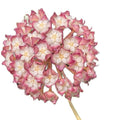 Hoya 'Jennifer'