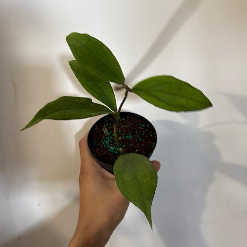 Hoya 'Jennifer'
