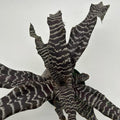 Cryptanthus Earth Star