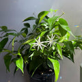 Angel Wing Star Jasmine