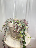 Variegated String of Hearts