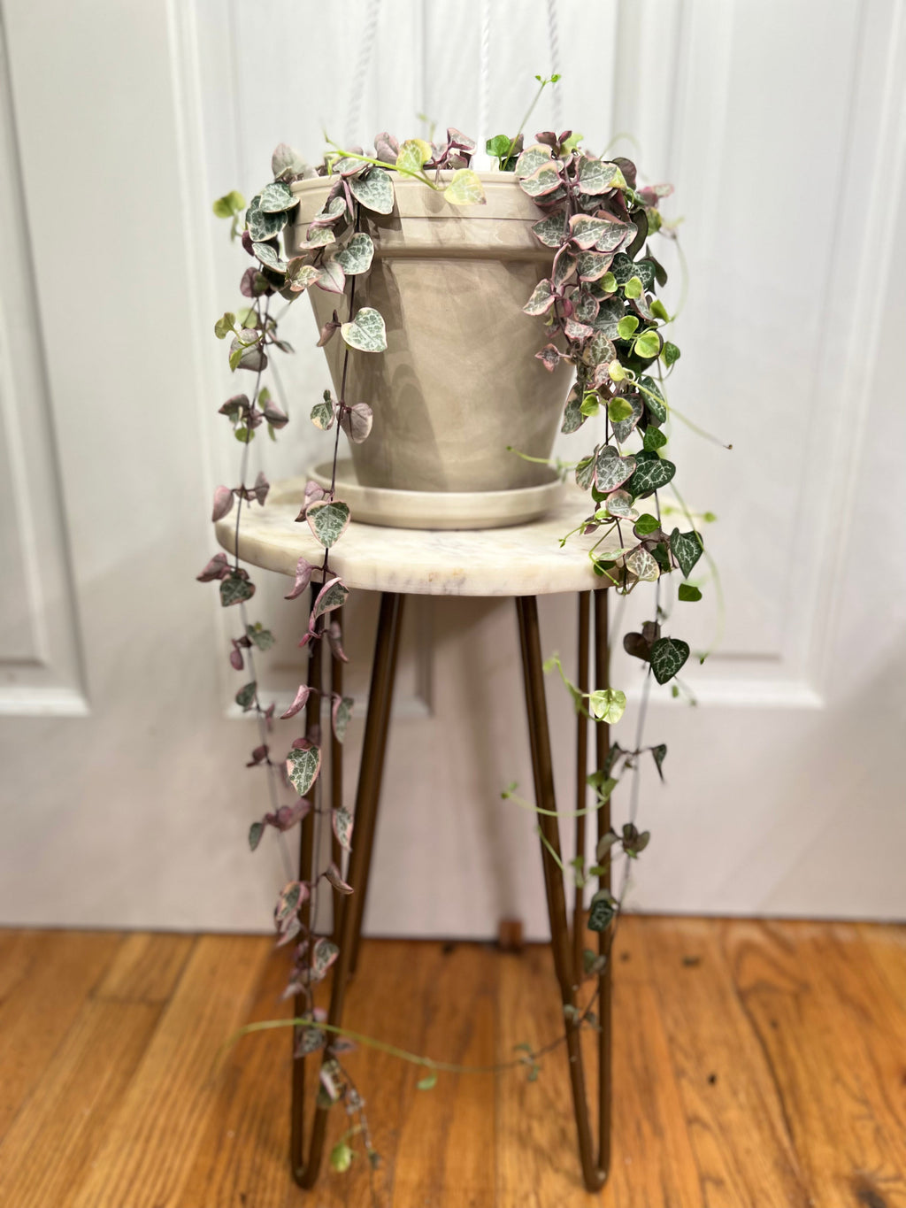 Variegated String of Hearts