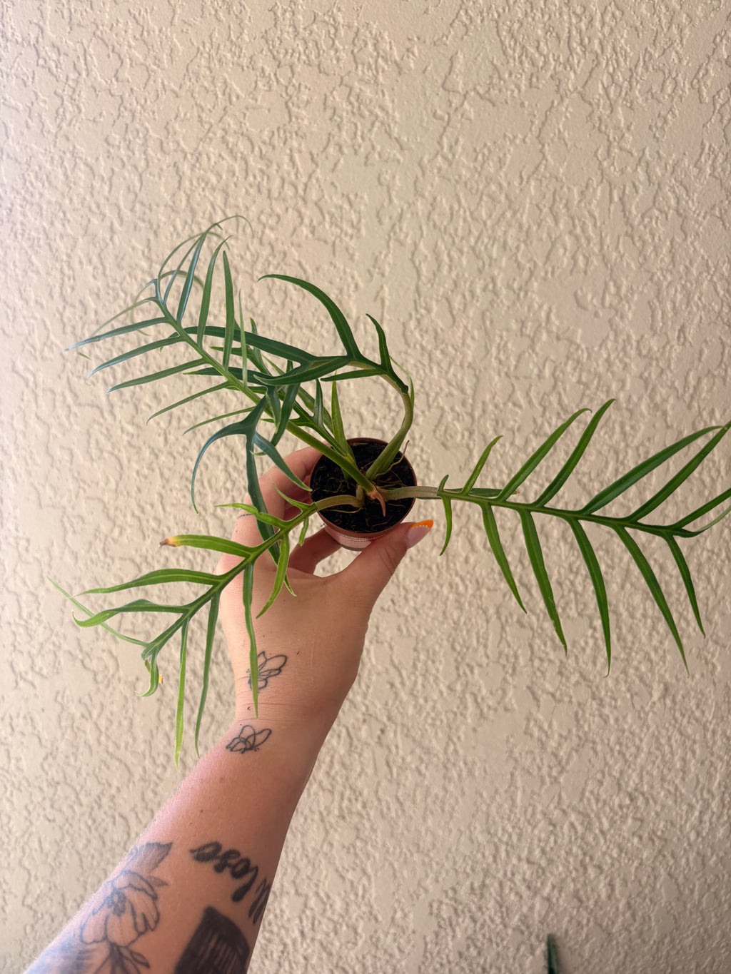 Philodendron ‘Tortum’