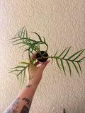 Philodendron ‘Tortum’
