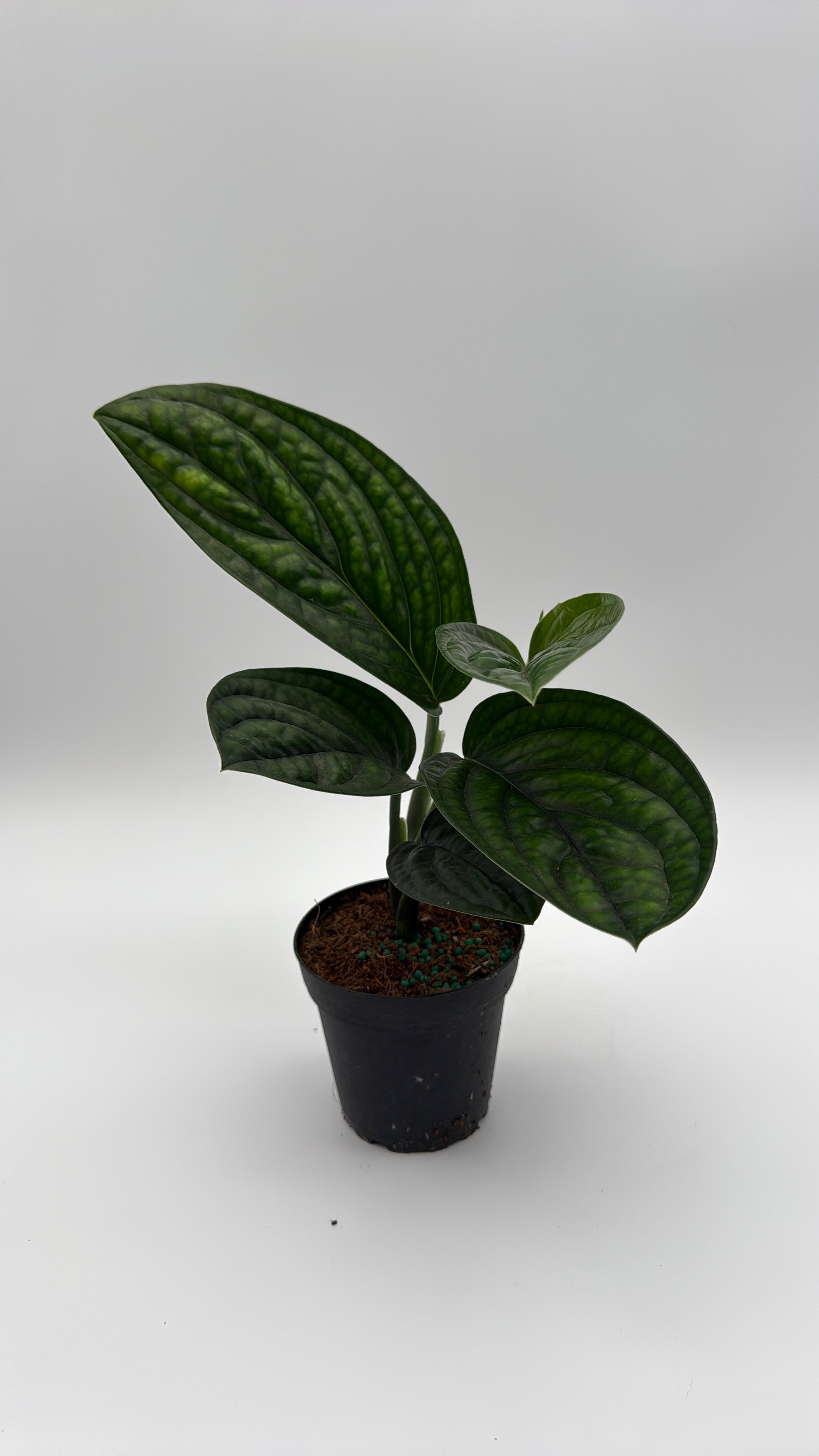 Monstera Peru