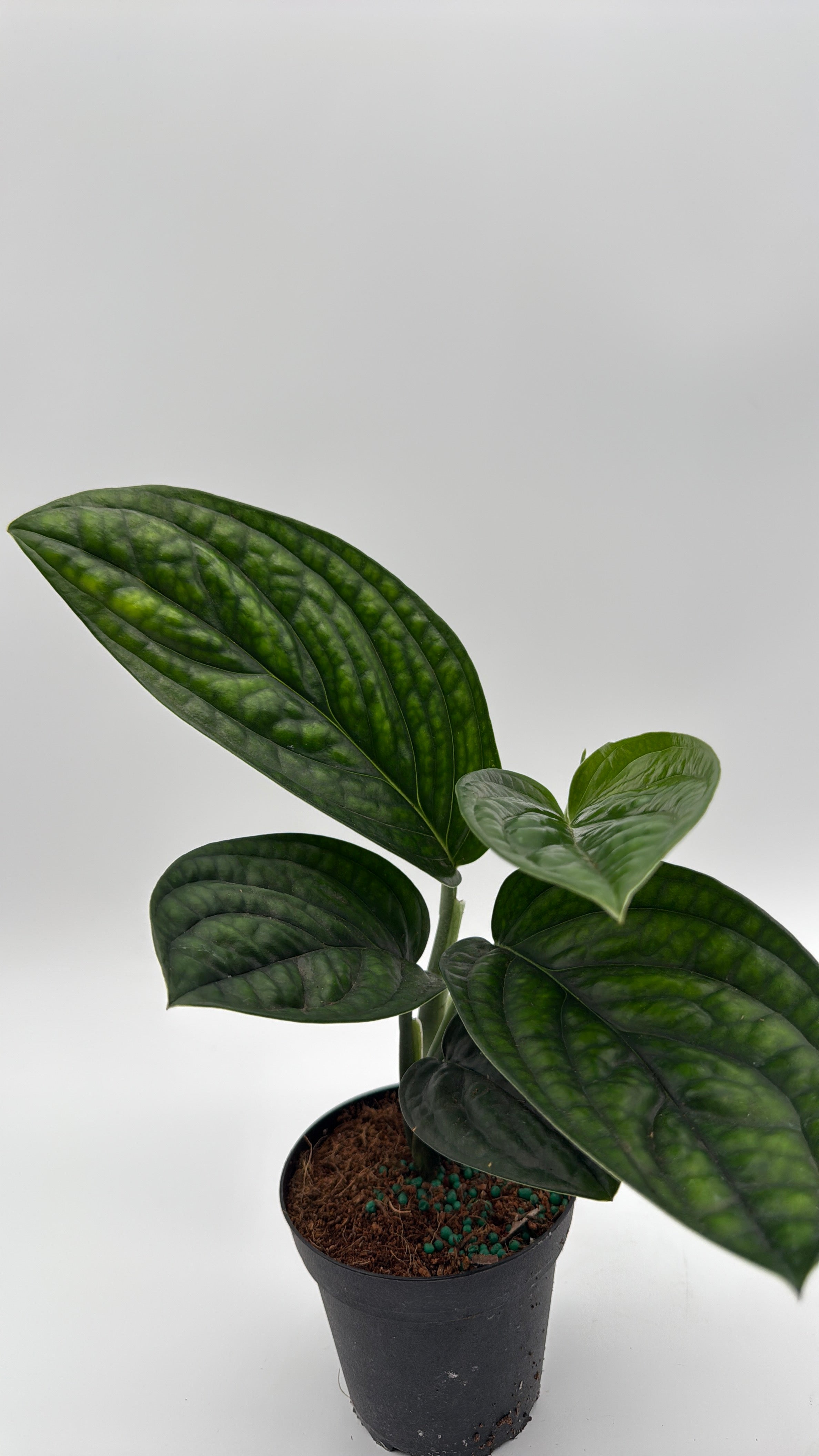 Monstera Peru