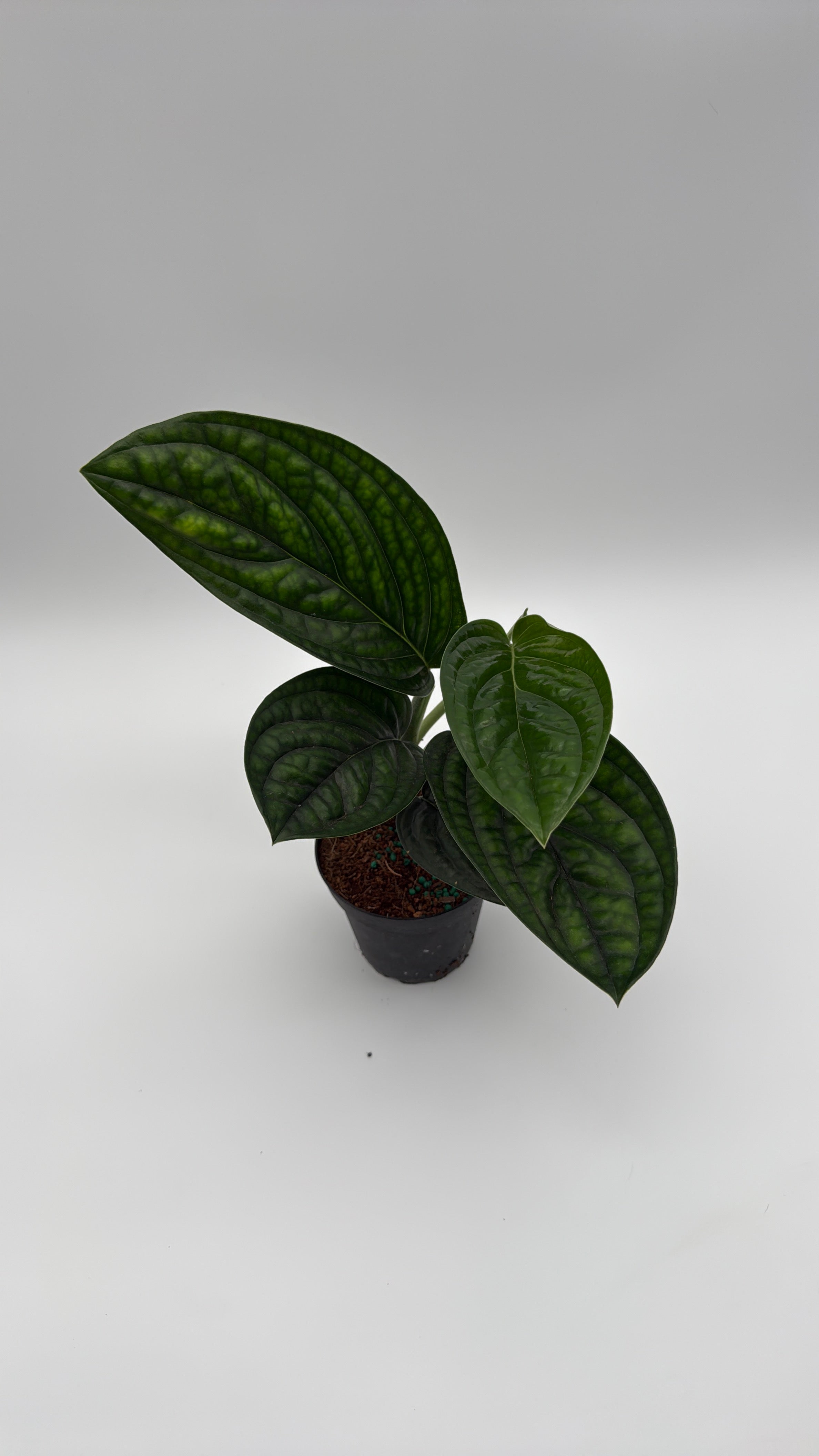 Monstera Peru