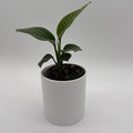 Monstera Pinnatipartita