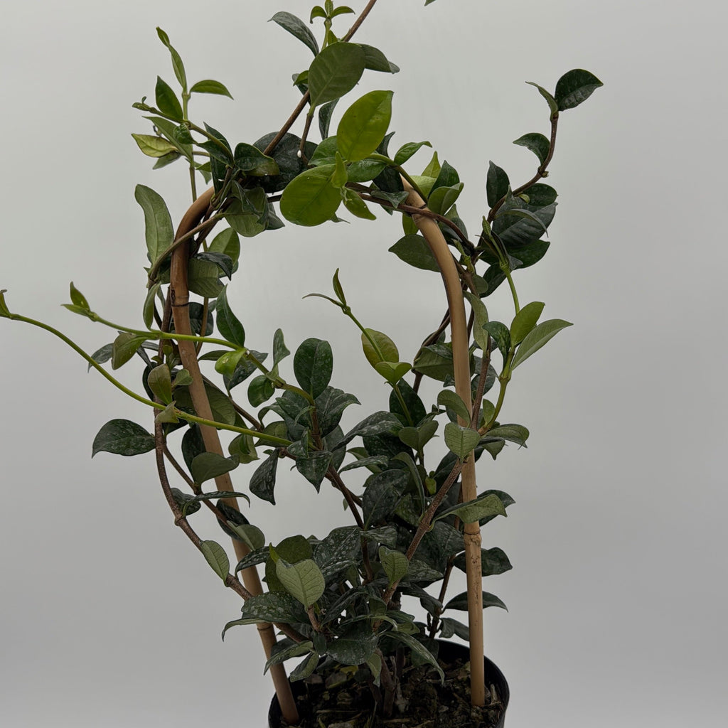 Star Jasmine